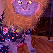 Moe Moe is registered to the contest to win money with this photo: cat, animal, pet, costume, wig, orange, gray_cat, fluffy, indoor, wooden_floor, clothing, patterned, flower_pattern, cute, portrait, feline, sitting, eyes, funny, domestic
