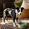 dog, black_and_white, blue_eyes, water_bowl, rug, indoor, wicker_furniture, pillows, natural_light, wooden_floor, cabinet, curious, pet, animal, standing, domestic, cozy, home, portrait, interior