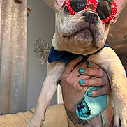 Storm is registered to the contest to win money with this photo: dog, french_bulldog, sunglasses, indoor, person, hand, nail_polish, tattoo, couch, curtains, blue, pet, cute, funny, animal, fashion, accessory, portrait, holding, home