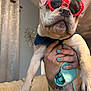 dog, french_bulldog, sunglasses, indoor, person, hand, nail_polish, tattoo, couch, curtains, blue, pet, cute, funny, animal, fashion, accessory, portrait, holding, home