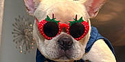 Storm is registered to the contest to win money with this photo: dog, french_bulldog, sunglasses, strawberry, pet, indoor, hand, light_fur, cute, accessory, animal, portrait, fashion, wearing, domestic_animal, closeup, face, ears, funny, holding