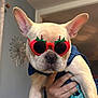 dog, french_bulldog, sunglasses, strawberry, pet, indoor, hand, light_fur, cute, accessory, animal, portrait, fashion, wearing, domestic_animal, closeup, face, ears, funny, holding