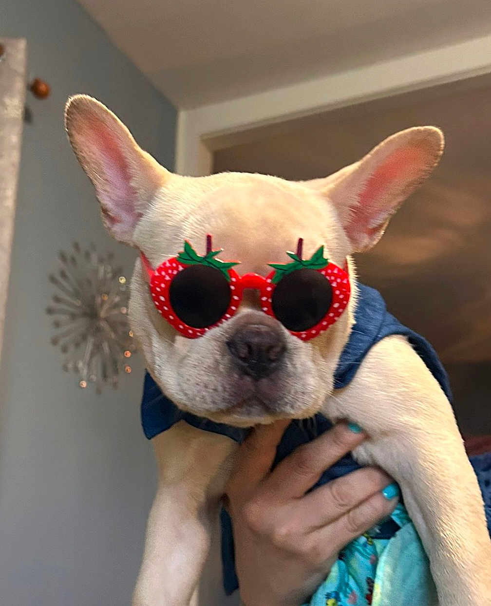 Storm is registered to the contest to win money with this photo: dog, french_bulldog, sunglasses, strawberry, pet, indoor, hand, light_fur, cute, accessory, animal, portrait, fashion, wearing, domestic_animal, closeup, face, ears, funny, holding