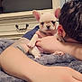 Storm joined the competition — help win amazing prizes! puppy, dog, french_bulldog, person, hand, earring, tattoo, blanket, furniture, drawer, indoor, resting, cute, pet, cozy, napping, animal, fur, sleep, relaxation