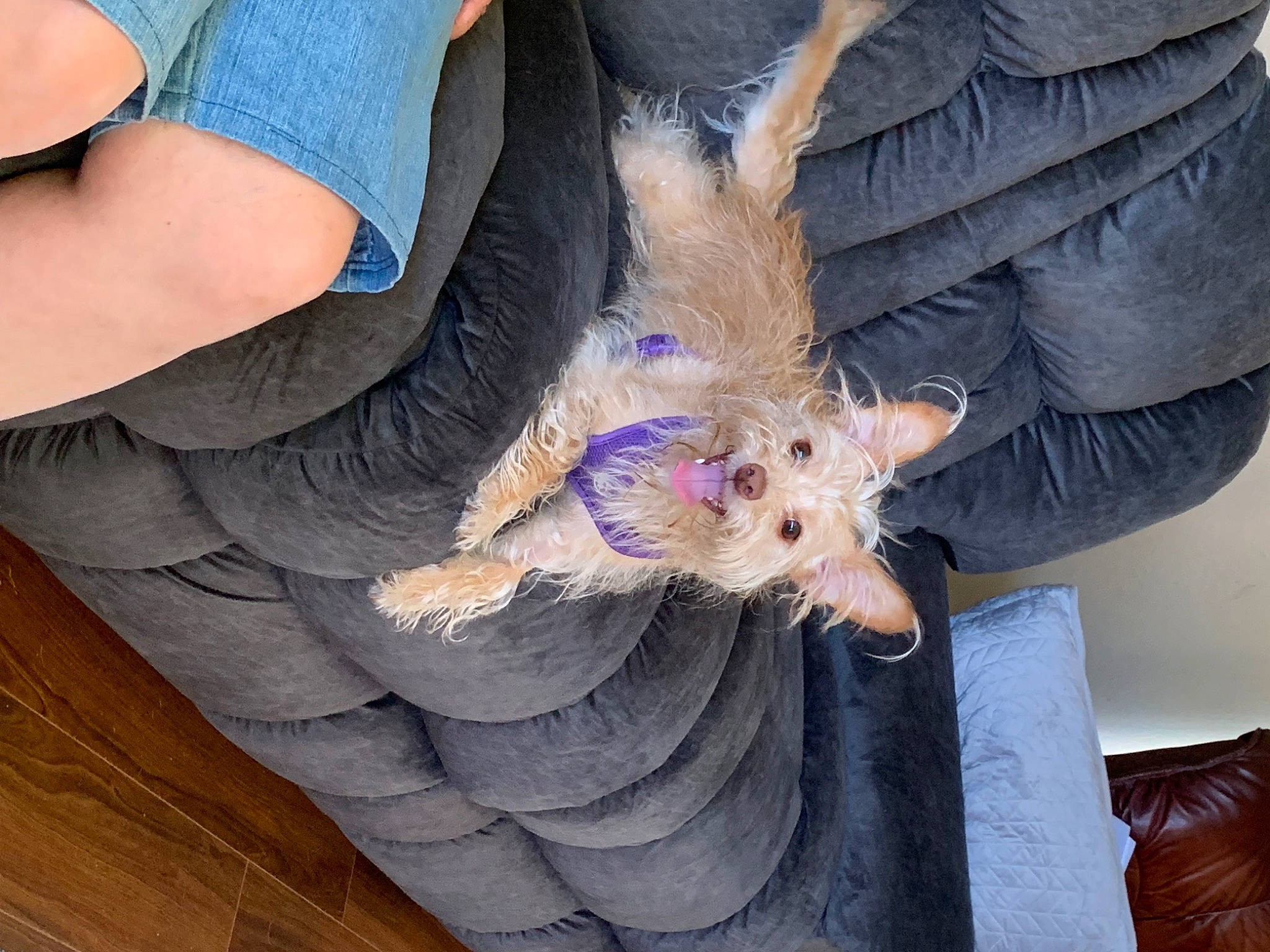 Hazel is registered to the contest to win money with this photo: canidae, carnivore, claw, companion_dog, dog, dog_breed, electric_blue, fawn, feather, fur, hardwood, human_leg, lap, snout, sporting_group, terrier, textile, veterinarian, wood, wrist