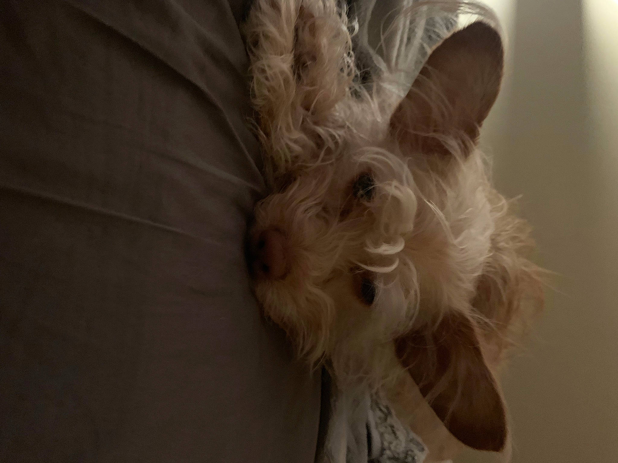 Hazel is registered to the contest to win money with this photo: canidae, carnivore, companion_dog, dog, dog_breed, dog_supply, ear, fawn, fur, liver, monochrome_photography, small_terrier, snout, sporting_group, tail, terrier, toy_dog, whiskers, window, working_animal