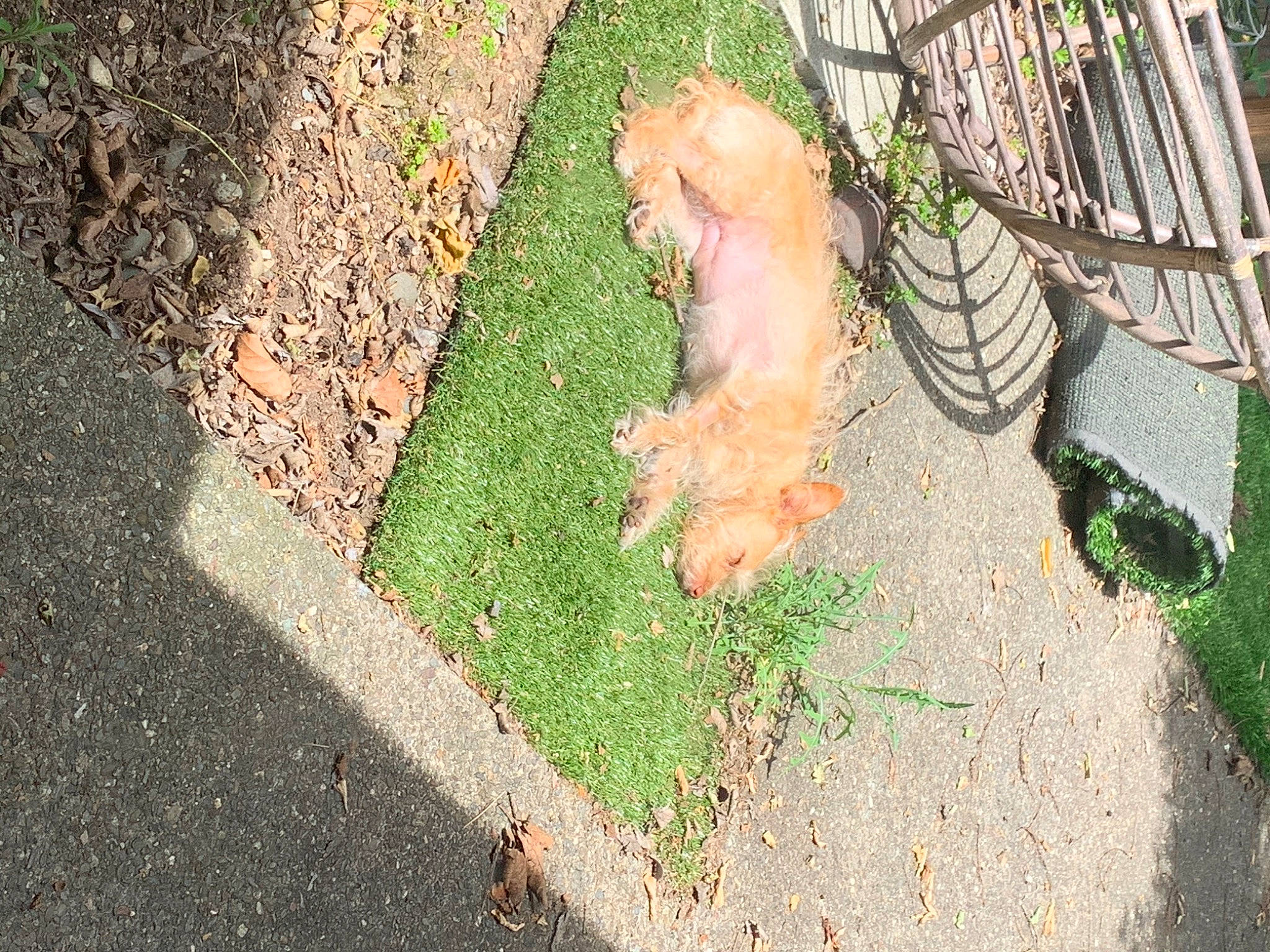 Hazel is registered to the contest to win money with this photo: asphalt, brick, carnivore, companion_dog, dog, dog_breed, fawn, flooring, grass, grass_family, landscape, lawn, plant, road, road_surface, shadow, sidewalk, soil, tail, tar