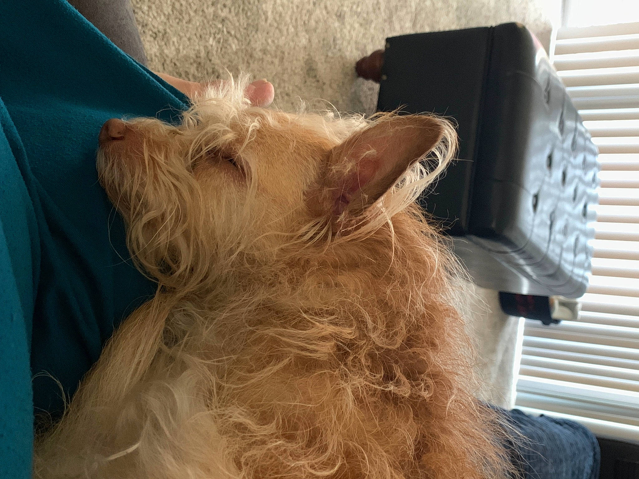 Hazel is registered to the contest to win money with this photo: beard, canidae, carnivore, companion_dog, dog_breed, ear, facial_hair, fawn, felidae, fur, liver, small_terrier, small_to_medium_sized_cats, snout, sporting_group, tail, terrier, toy_dog, whiskers, wood