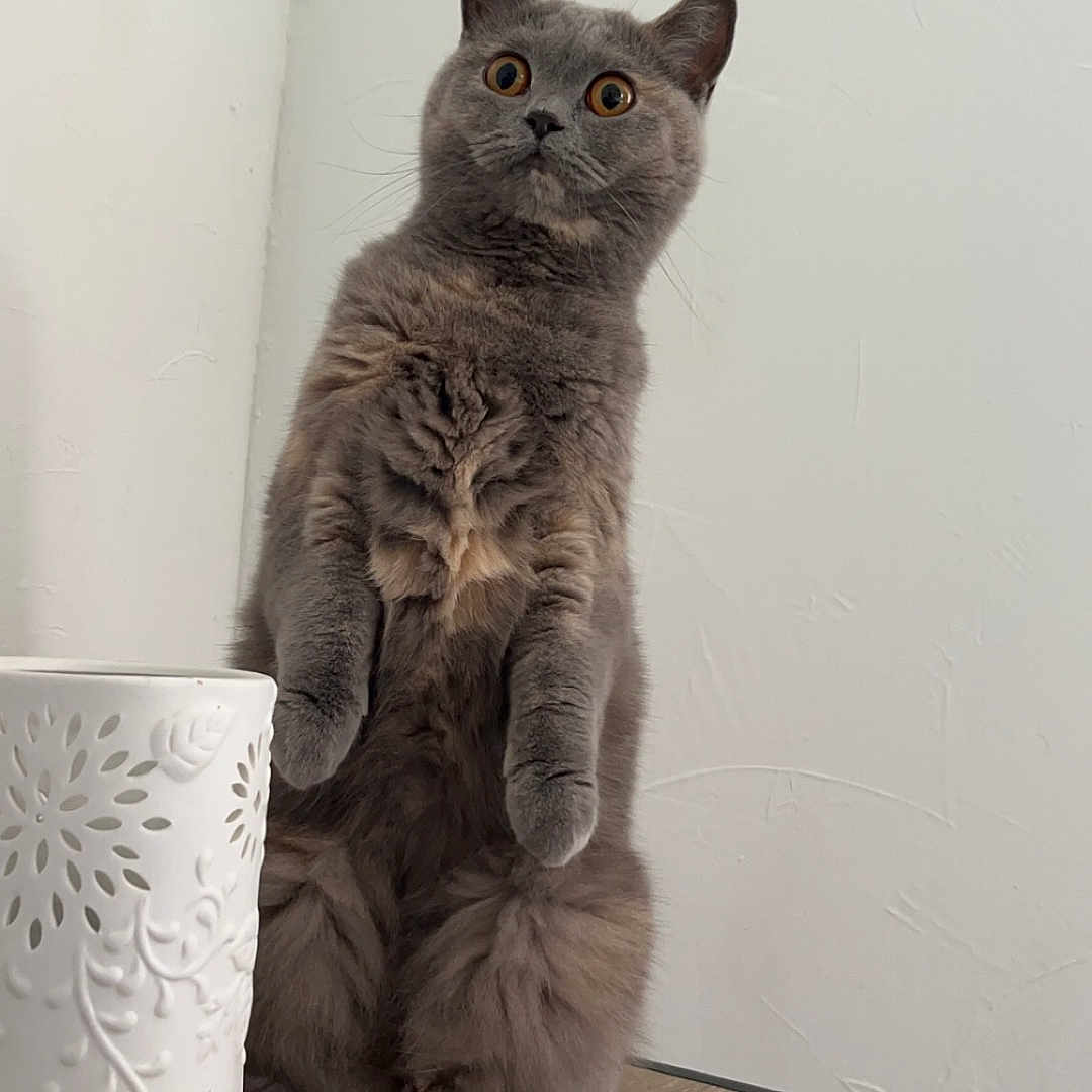 Una participe au concours pour gagner de l'argent avec cette photo : abyssinian, angora, animal, art, beverage, cat, coffee, coffeecup, cup, furniture, hardwood, kitten, manx, pet, plywood, porcelain, pottery, shelf, table, wood