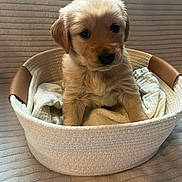 Mable Pearl joined the competition — help win amazing prizes! puppy, golden_retriever, dog, basket, blanket, cute, pet, animal, fur, indoor, cozy, snug, young, small, ears, face, looking, brown, adorable, soft