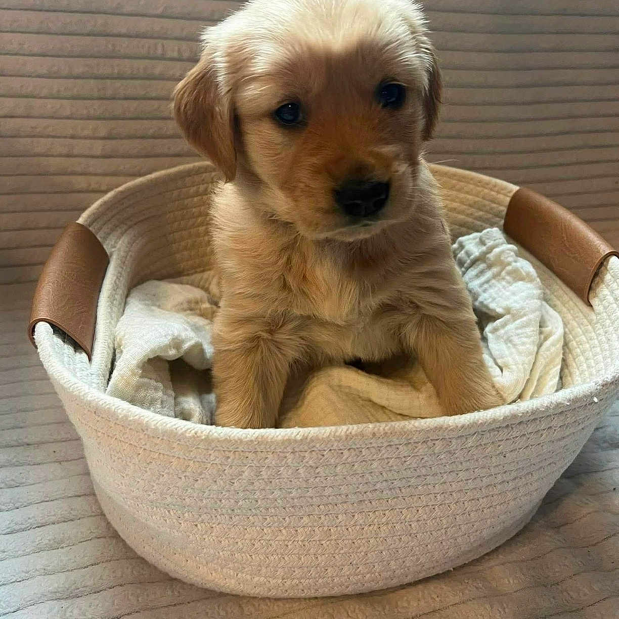 Mable Pearl joined the competition — help win amazing prizes! puppy, golden_retriever, dog, basket, blanket, cute, pet, animal, fur, indoor, cozy, snug, young, small, ears, face, looking, brown, adorable, soft