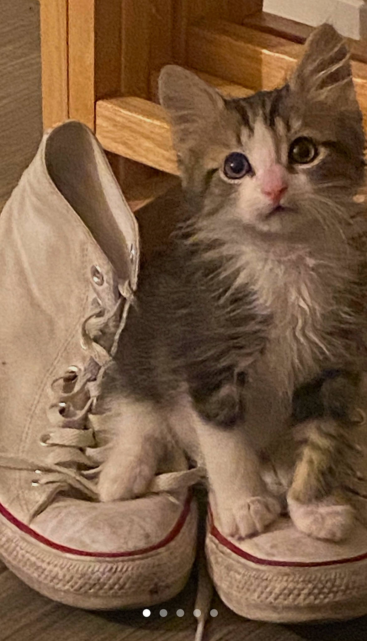 Kash joined the competition — help win amazing prizes! athletic_shoe, box, carnivore, cat, claw, comfort, domestic_short_haired_cat, felidae, fur, outdoor_shoe, paw, photo_caption, sitting, small_to_medium_sized_cats, snout, tail, walking_shoe, whiskers, window