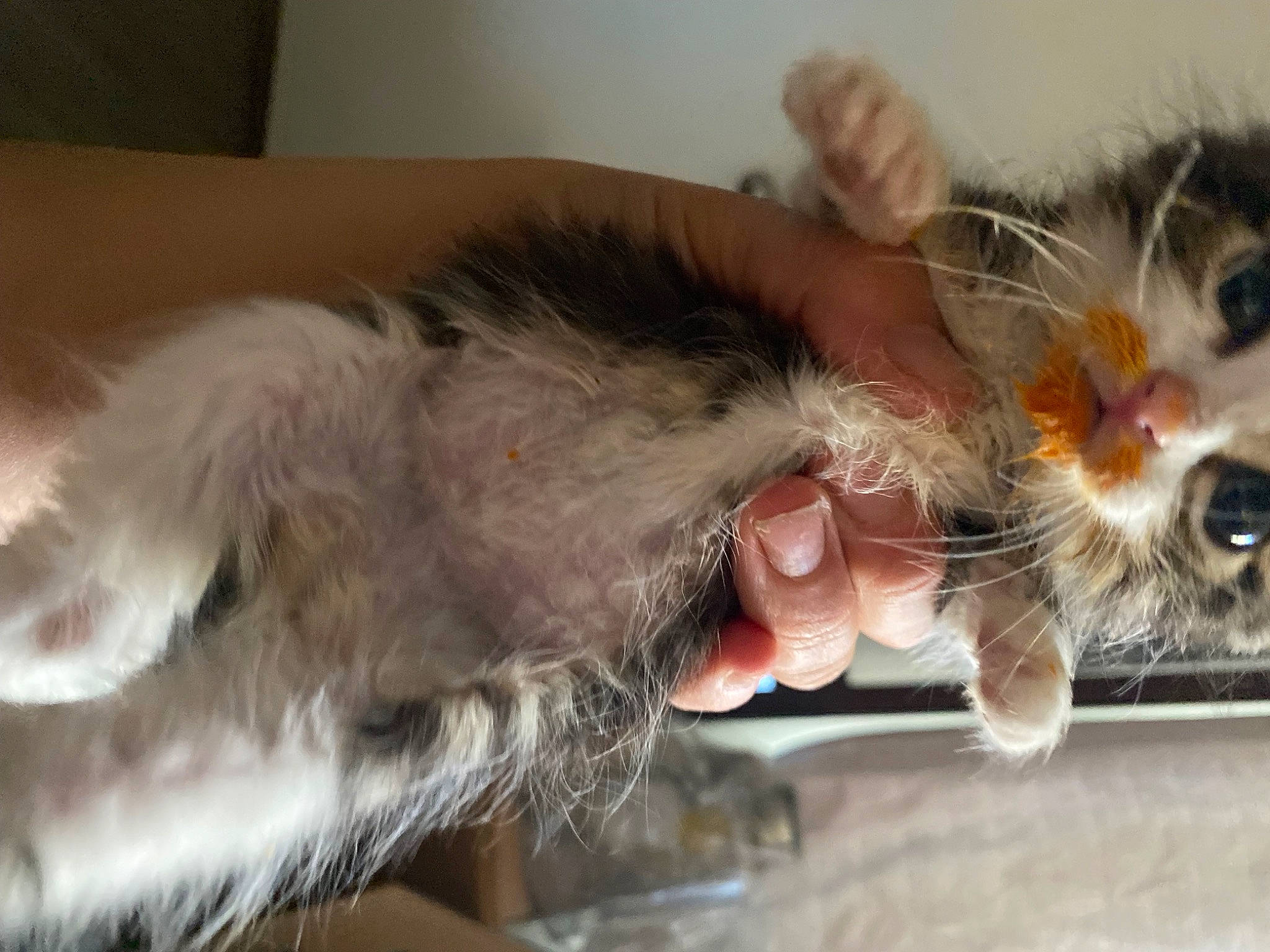 Kash is registered to the contest to win money with this photo: canidae, carnivore, cat, claw, collar, comfort, companion_dog, dog_breed, domestic_short_haired_cat, ear, fawn, felidae, foot, fur, paw, small_to_medium_sized_cats, snout, sporting_group, tail, whiskers