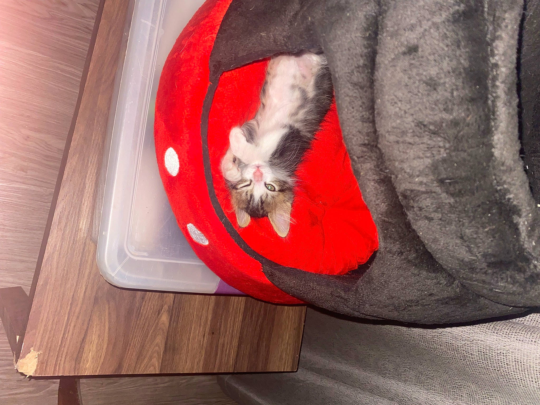 Kash is registered to the contest to win money with this photo: canidae, carmine, carnivore, cat, comfort, fawn, felidae, flooring, fur, grey, hardwood, pet_supply, small_to_medium_sized_cats, sporting_group, table, tail, varnish, whiskers, wood, wood_stain