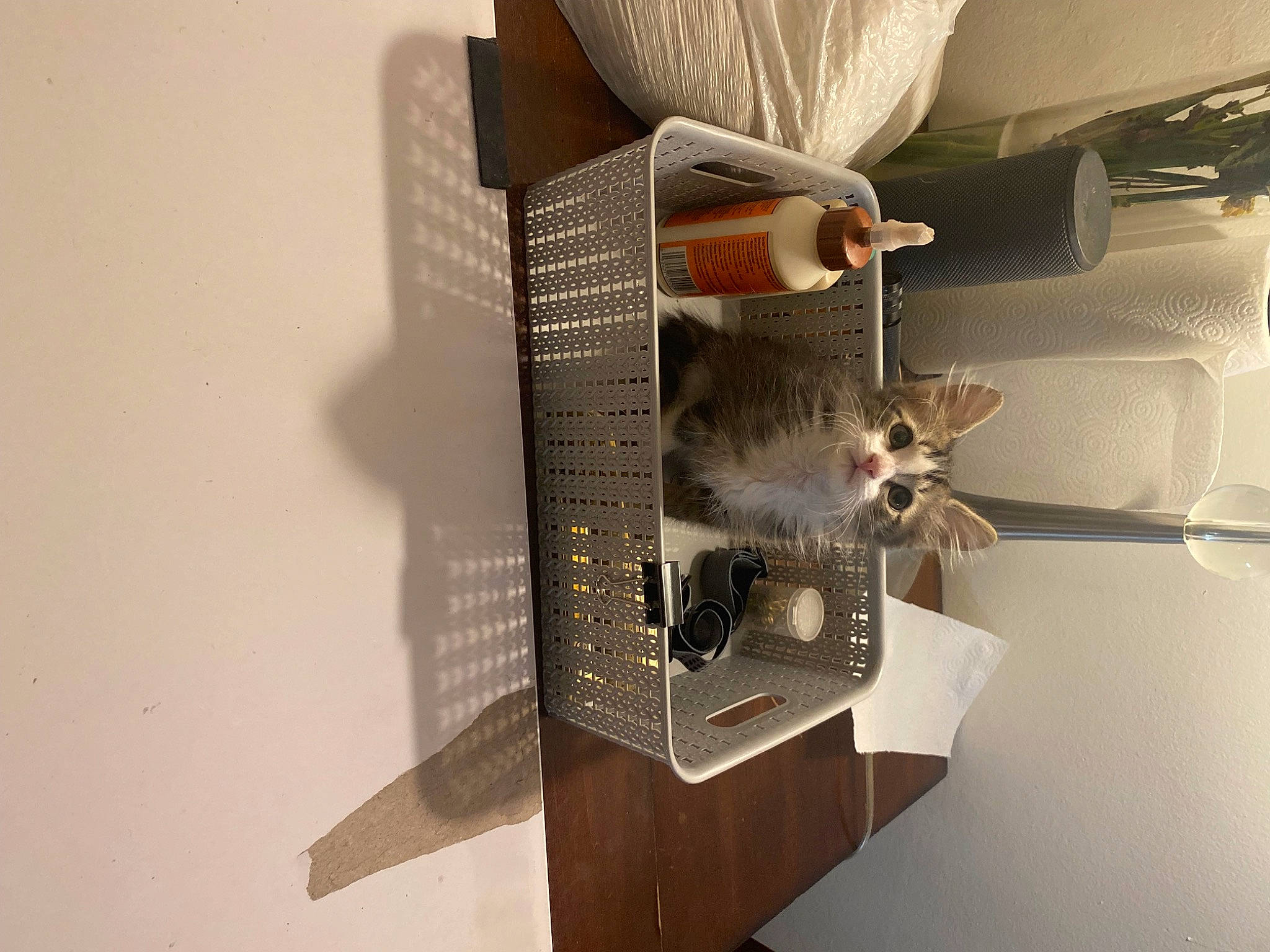 Kash joined the competition — help win amazing prizes! art, drawer, feather, font, hardwood, house, lighting_accessory, machine, metal, paper, paper_product, publication, room, shelf, shelving, space, still_life_photography, wing, wood