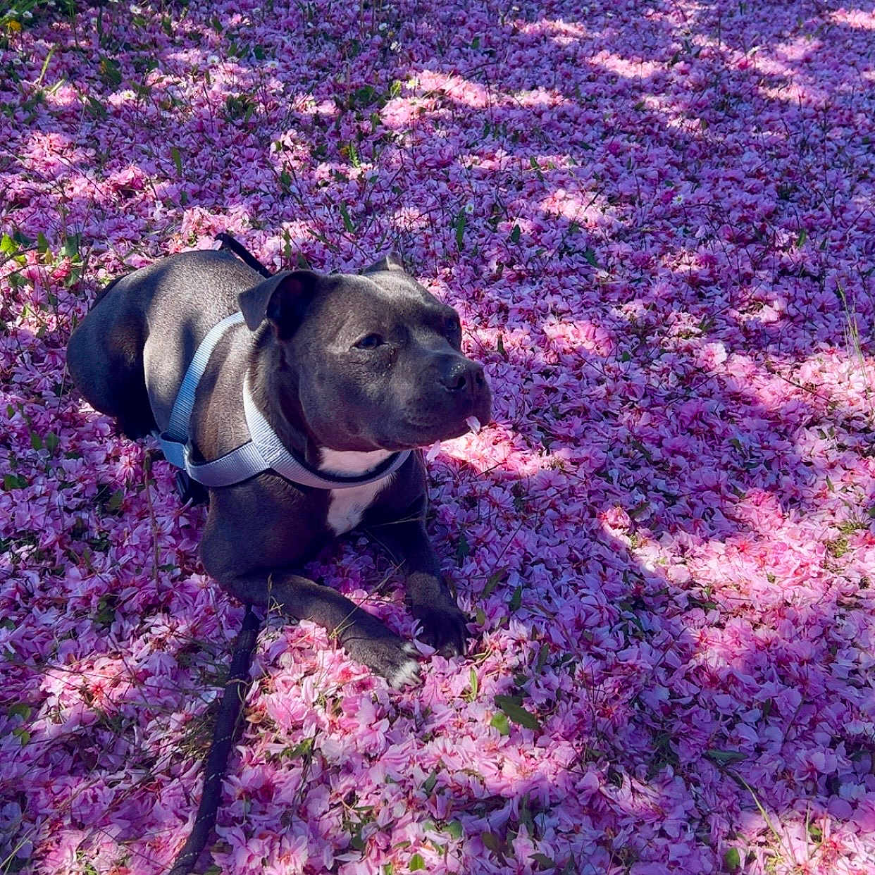 Una participe au concours pour gagner de l'argent avec cette photo : animal, bulldog, canine, dog, face, flower, geranium, grass, head, nature, outdoors, person, pet, petal, photography, plant, portrait, puppy, purple, vegetation