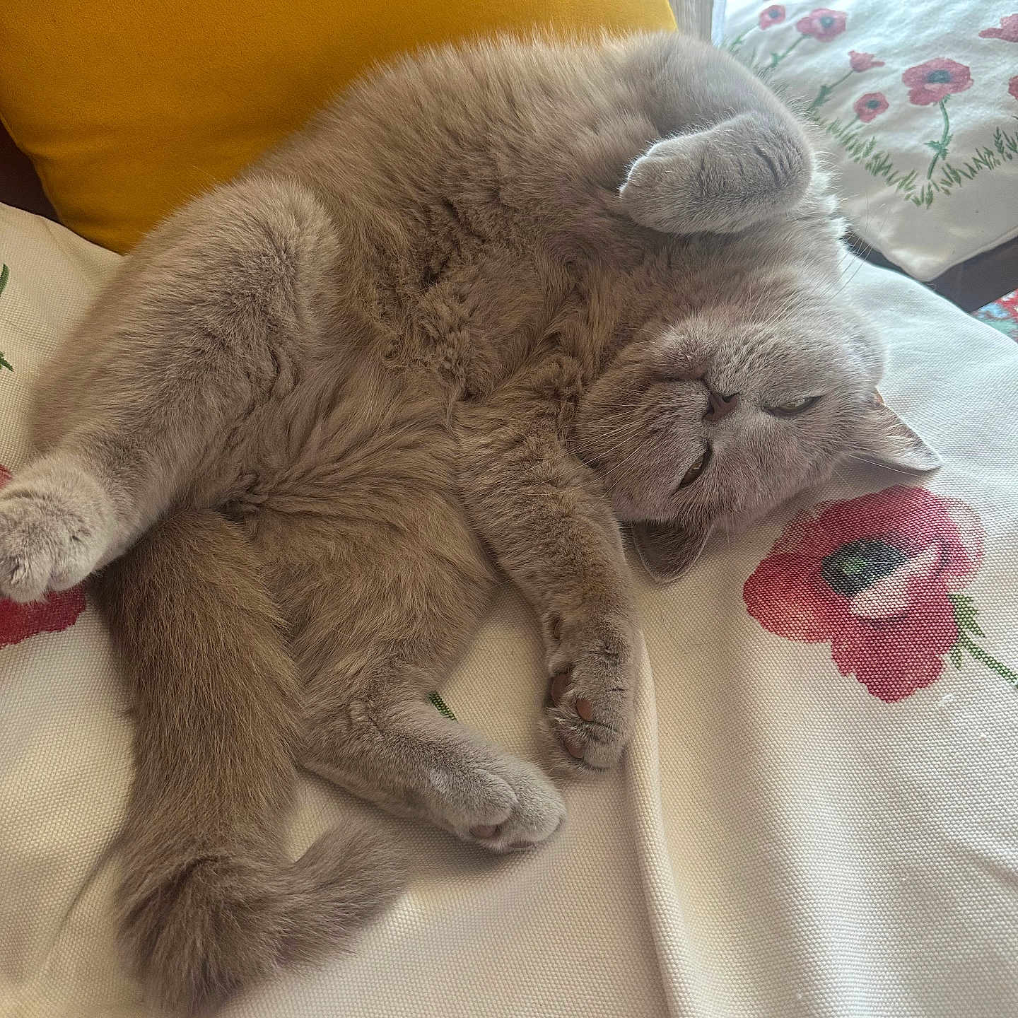 Chanel participe au concours pour gagner de l'argent avec cette photo : animal, cat, cozy, cushion, cute, feline, floral_pattern, fluffy, fur, gray_cat, home, indoor, paw, pet, relaxed, resting, sleepy, upside_down, whiskers, yellow_pillow