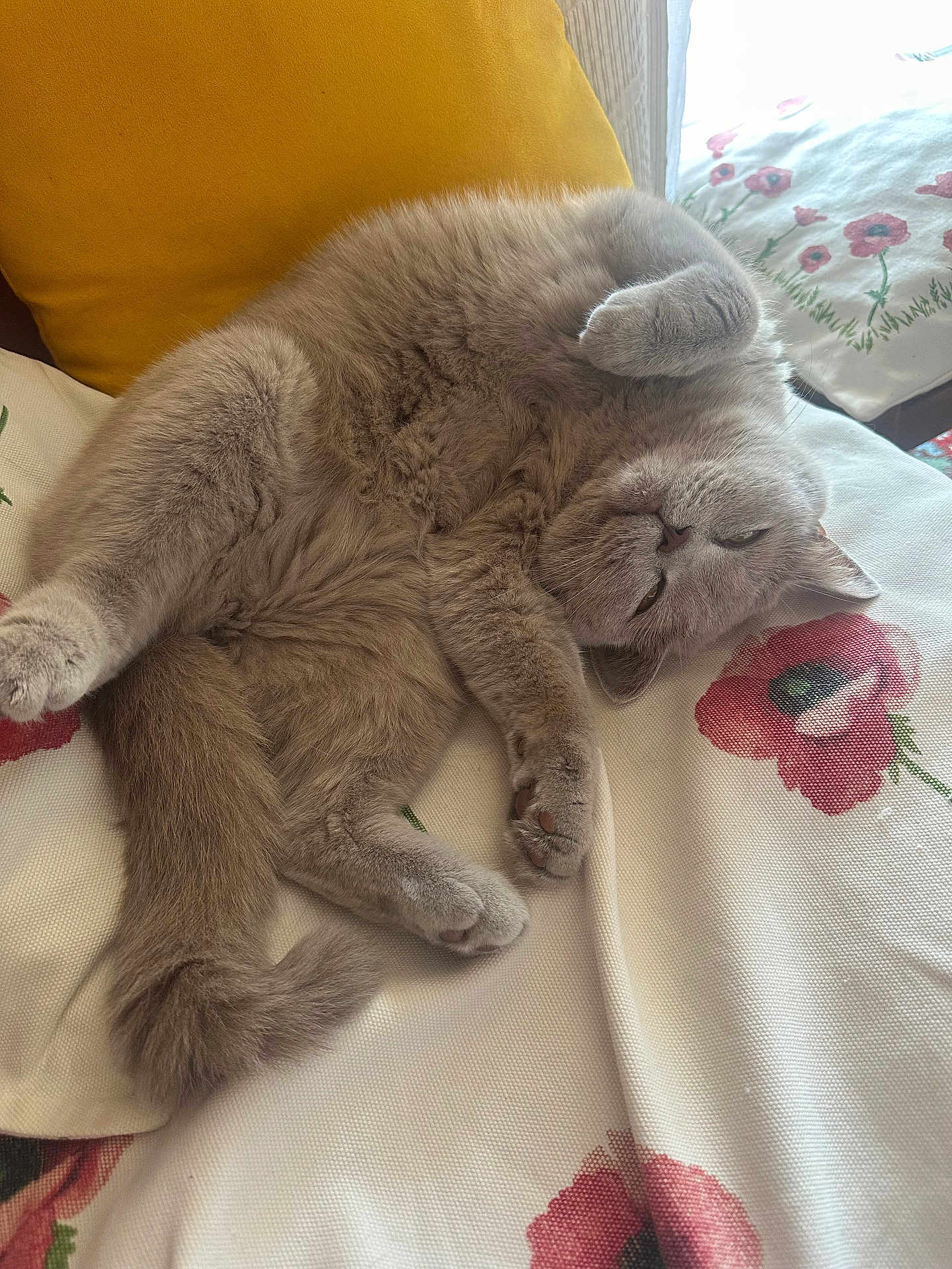 Chanel participe au concours pour gagner de l'argent avec cette photo : cat, gray_cat, fluffy, upside_down, cushion, yellow_pillow, floral_pattern, indoor, relaxed, pet, cute, fur, whiskers, paw, sleepy, cozy, home, animal, resting, feline