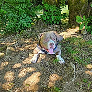Booba a rejoint le concours — aidez-le/la à gagner de superbes lots ! animal, canine, dirt, dog, grass, greenery, happy, harness, leaf, nature, outdoor, pet, relaxation, resting, river, shadow, summer, sunlight, tongue_out, tree