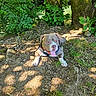 animal, canine, dirt, dog, grass, greenery, happy, harness, leaf, nature, outdoor, pet, relaxation, resting, river, shadow, summer, sunlight, tongue_out, tree