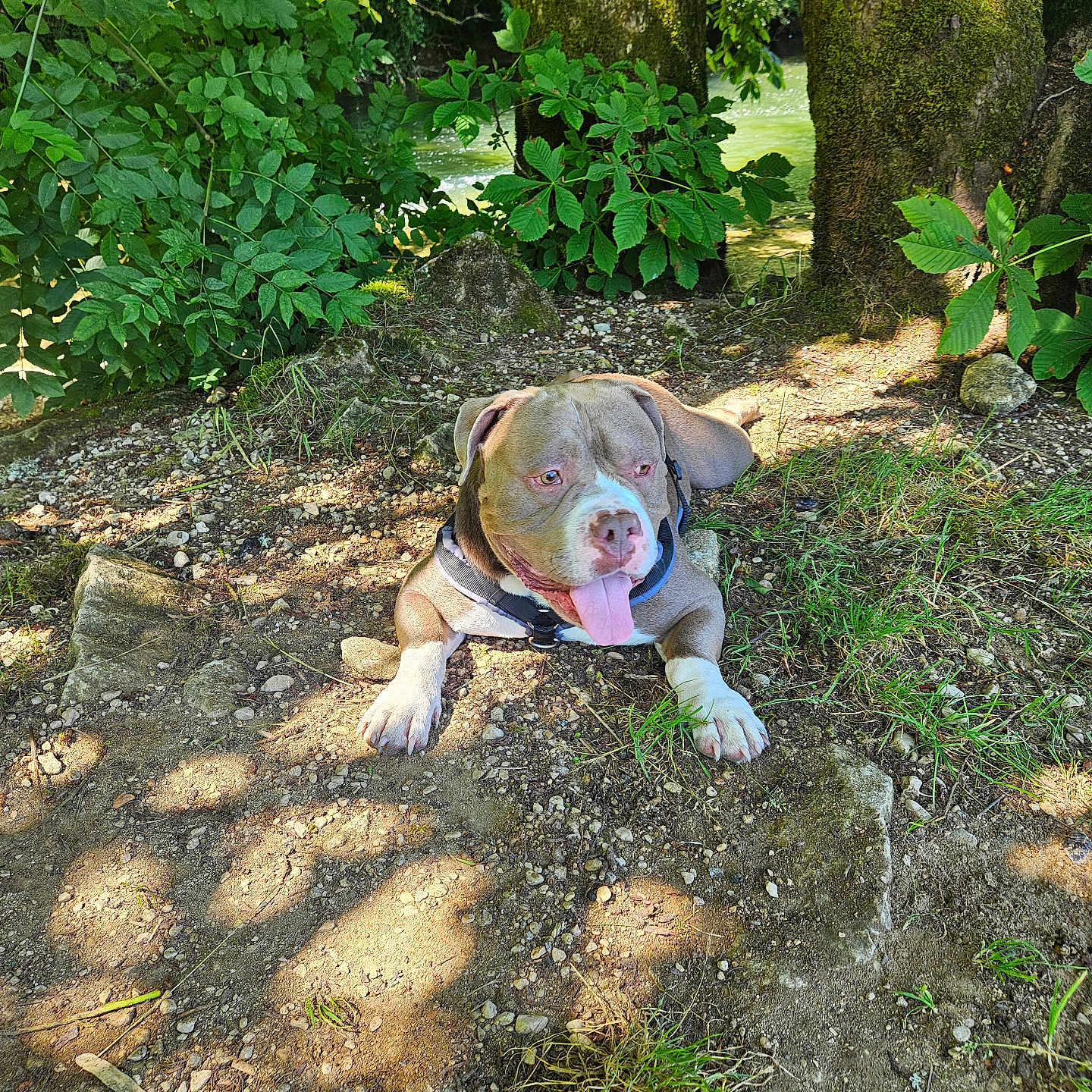 Booba