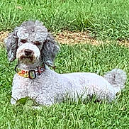 Wally is registered to the contest to win money with this photo: dog, poodle, gray, collar, grass, outdoor, pet, animal, laying, fur, canine, nature, summer, green, relaxing, cute, domestic_animal, mammal, companion, portrait