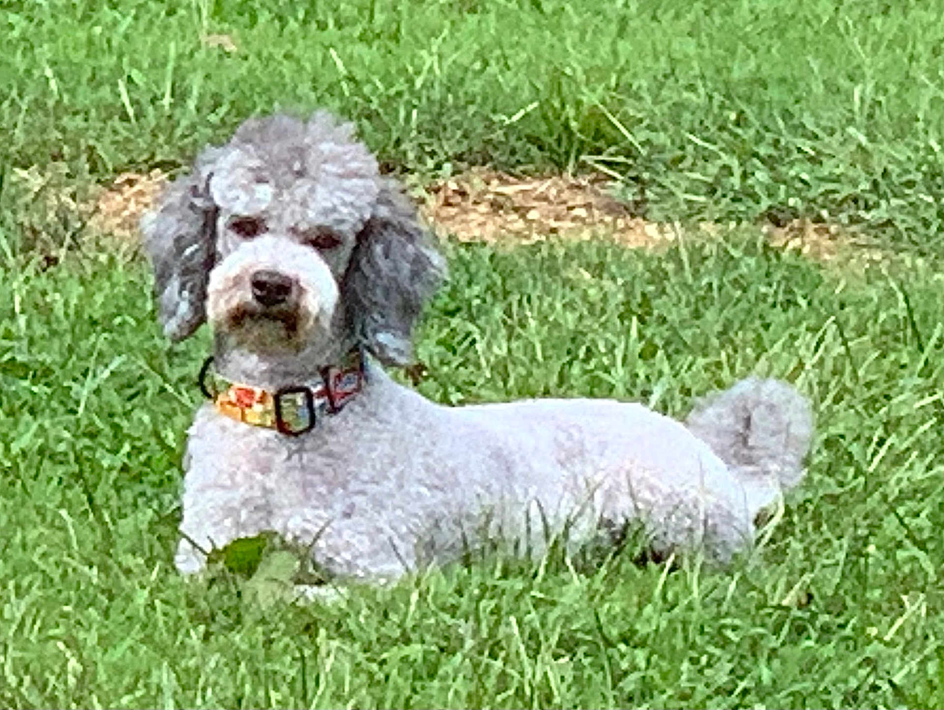Wally is registered to the contest to win money with this photo: dog, poodle, gray, collar, grass, outdoor, pet, animal, laying, fur, canine, nature, summer, green, relaxing, cute, domestic_animal, mammal, companion, portrait