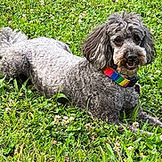 Wesley joined the competition — help win amazing prizes! dog, gray_dog, curly_fur, rainbow_collar, grass, flowers, outdoor, pet, animal, lying_down, nature, greenery, playful, cute, friendly, canine, summer, relaxed, daylight, field