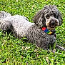 dog, gray_dog, curly_fur, rainbow_collar, grass, flowers, outdoor, pet, animal, lying_down, nature, greenery, playful, cute, friendly, canine, summer, relaxed, daylight, field