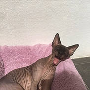 Oda participe au concours pour gagner de l'argent avec cette photo : sphynx_cat, cat, hairless, yawning, pet, animal, indoor, pink_blanket, relaxing, sunlight, feline, wrinkled_skin, cute, resting, mammal, cozy, sleepy, tongue, ears, bed