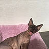sphynx_cat, cat, hairless, yawning, pet, animal, indoor, pink_blanket, relaxing, sunlight, feline, wrinkled_skin, cute, resting, mammal, cozy, sleepy, tongue, ears, bed