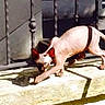 Oda participe au concours pour gagner de l'argent avec cette photo : cat, hairless_cat, sphynx, stretching, sunlight, shadow, stone_ledge, metal_fence, outdoor, pet, animal, ears, tail, walking, quiet, calm, daylight, nature, curious, domestic