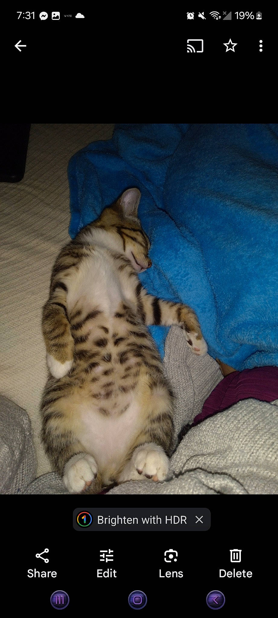 Kitten is registered to the contest to win money with this photo: carnivore, cat, claw, comfort, domestic_short_haired_cat, fawn, felidae, fur, paw, small_to_medium_sized_cats, tail, terrestrial_animal, whiskers