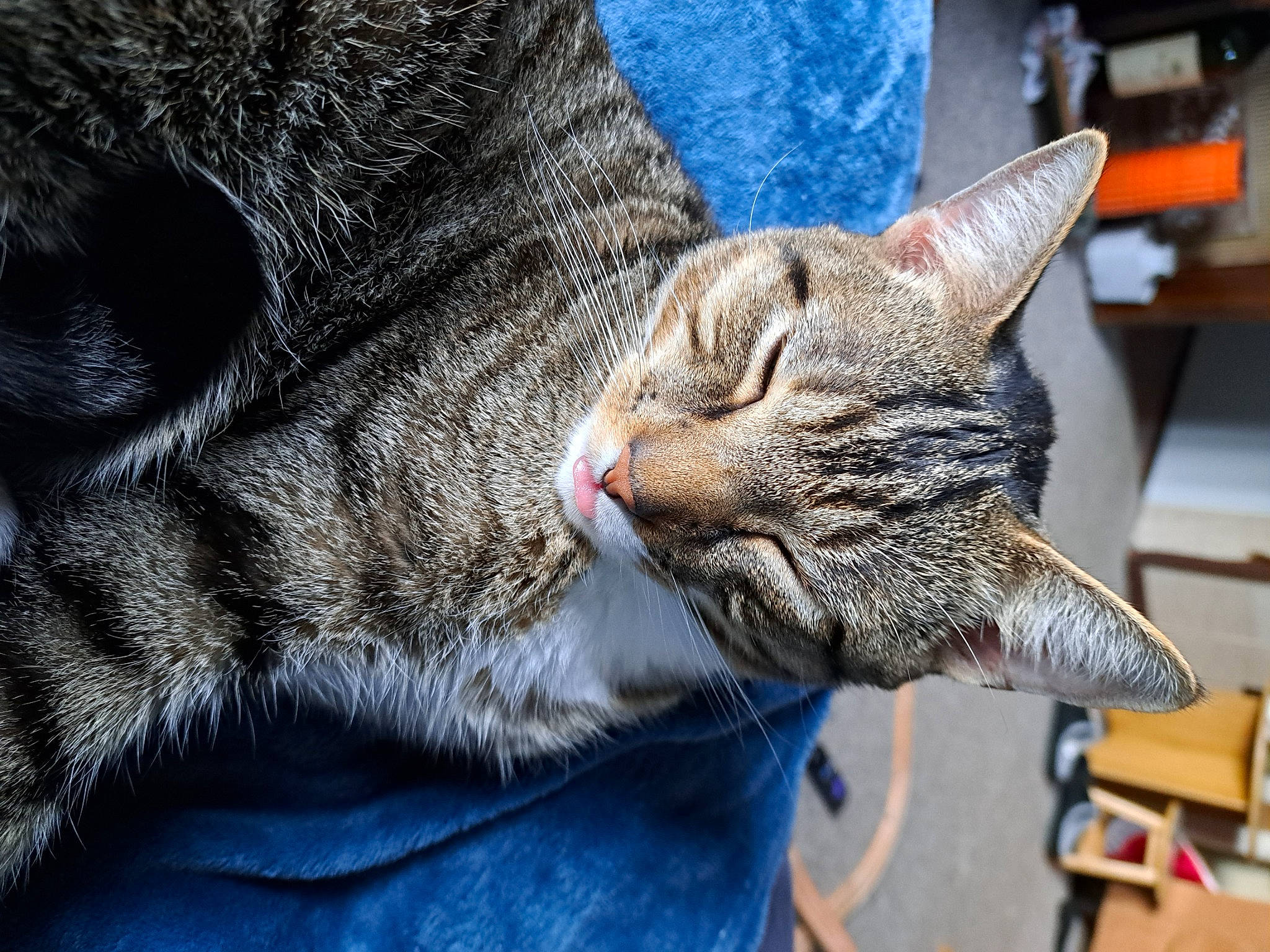 Kitten joined the competition — help win amazing prizes! carnivore, cat, claw, close_up, comfort, domestic_short_haired_cat, electric_blue, fang, felidae, fur, grey, nap, paw, small_to_medium_sized_cats, snout, tail, whiskers