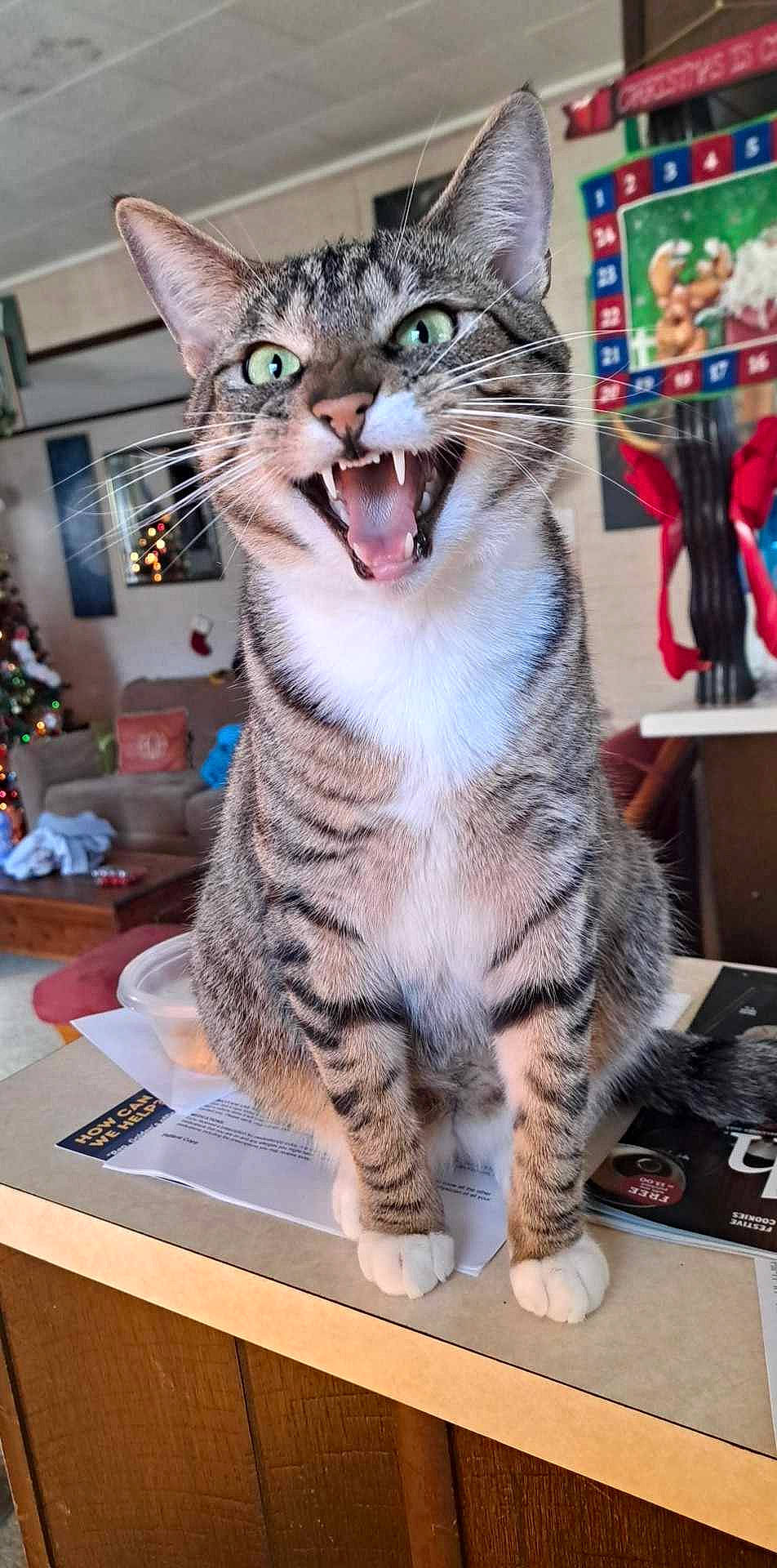 Kitten is registered to the contest to win money with this photo: carnivore, cat, desk, domestic_short_haired_cat, event, felidae, fur, paw, photo_caption, small_to_medium_sized_cats, snout, table, whiskers, window