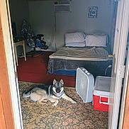 Maxx joined the competition — help win amazing prizes! dog, carpet, bed, pillows, fan, cooler, chair, desk, room, doorway, wood, blanket, floor, indoor, furniture, pet, resting, interior, home, animal