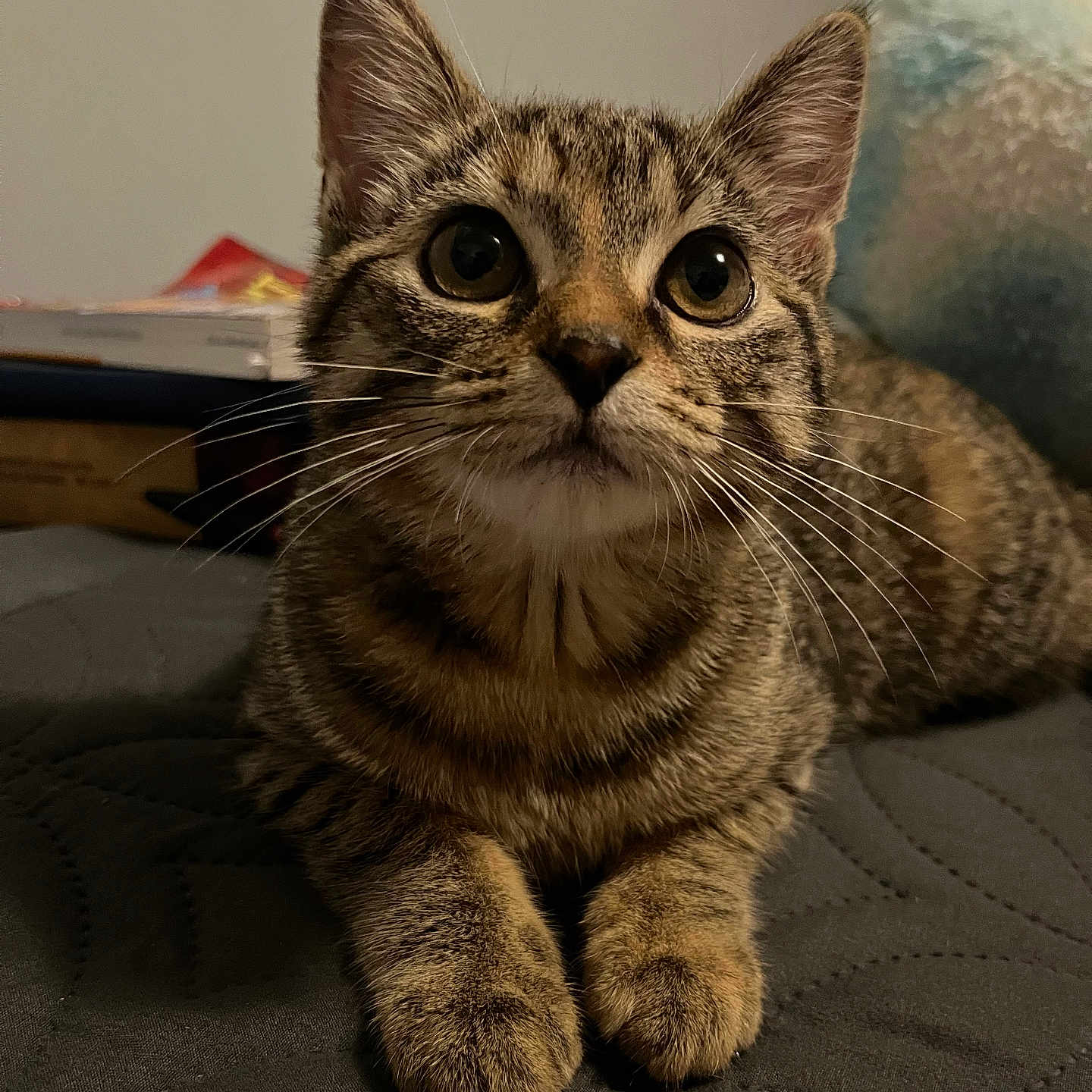 Moonie