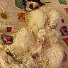 Hooch participe au concours pour gagner de l'argent avec cette photo :