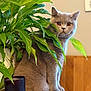 cat, gray_cat, plant, green_leaves, houseplant, wooden_surface, indoor, pet, feline, curious, sitting, fur, eyes, amber_eyes, cozy, animal, domestic, leaf, nature_indoor, closeup