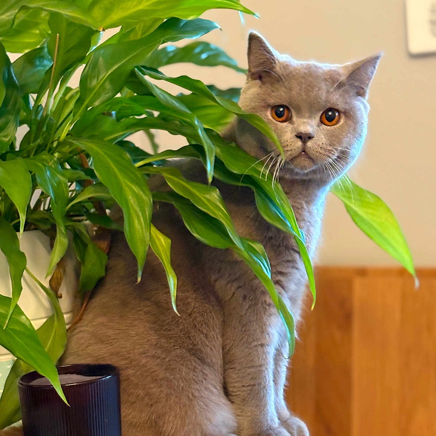 Arsene a rejoint le concours — aidez-le/la à gagner de superbes lots ! amber_eyes, animal, cat, closeup, cozy, curious, domestic, eyes, feline, fur, gray_cat, green_leaves, houseplant, indoor, leaf, nature_indoor, pet, plant, sitting, wooden_surface