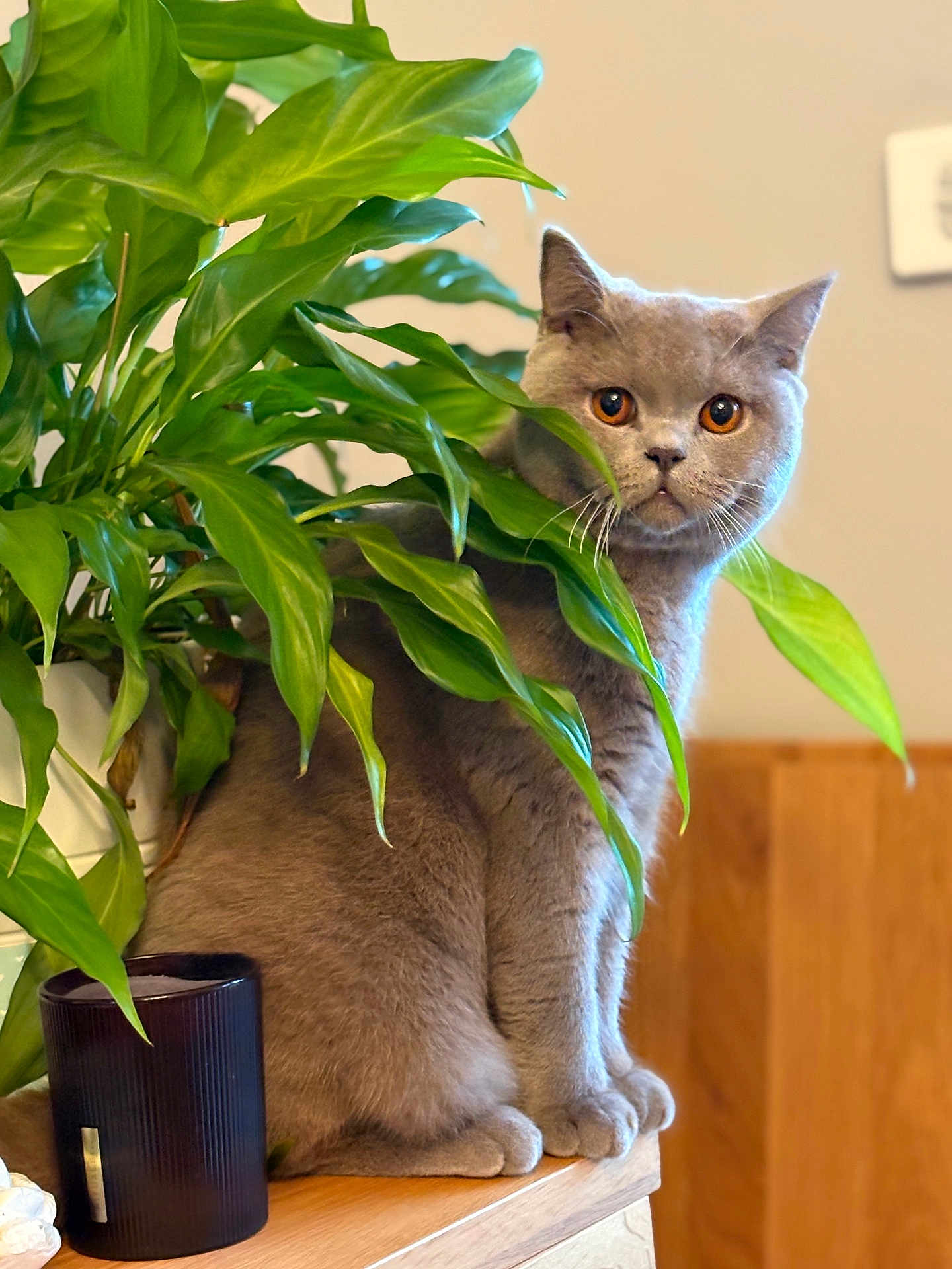Arsene a rejoint le concours — aidez-le/la à gagner de superbes lots ! cat, gray_cat, plant, green_leaves, houseplant, wooden_surface, indoor, pet, feline, curious, sitting, fur, eyes, amber_eyes, cozy, animal, domestic, leaf, nature_indoor, closeup