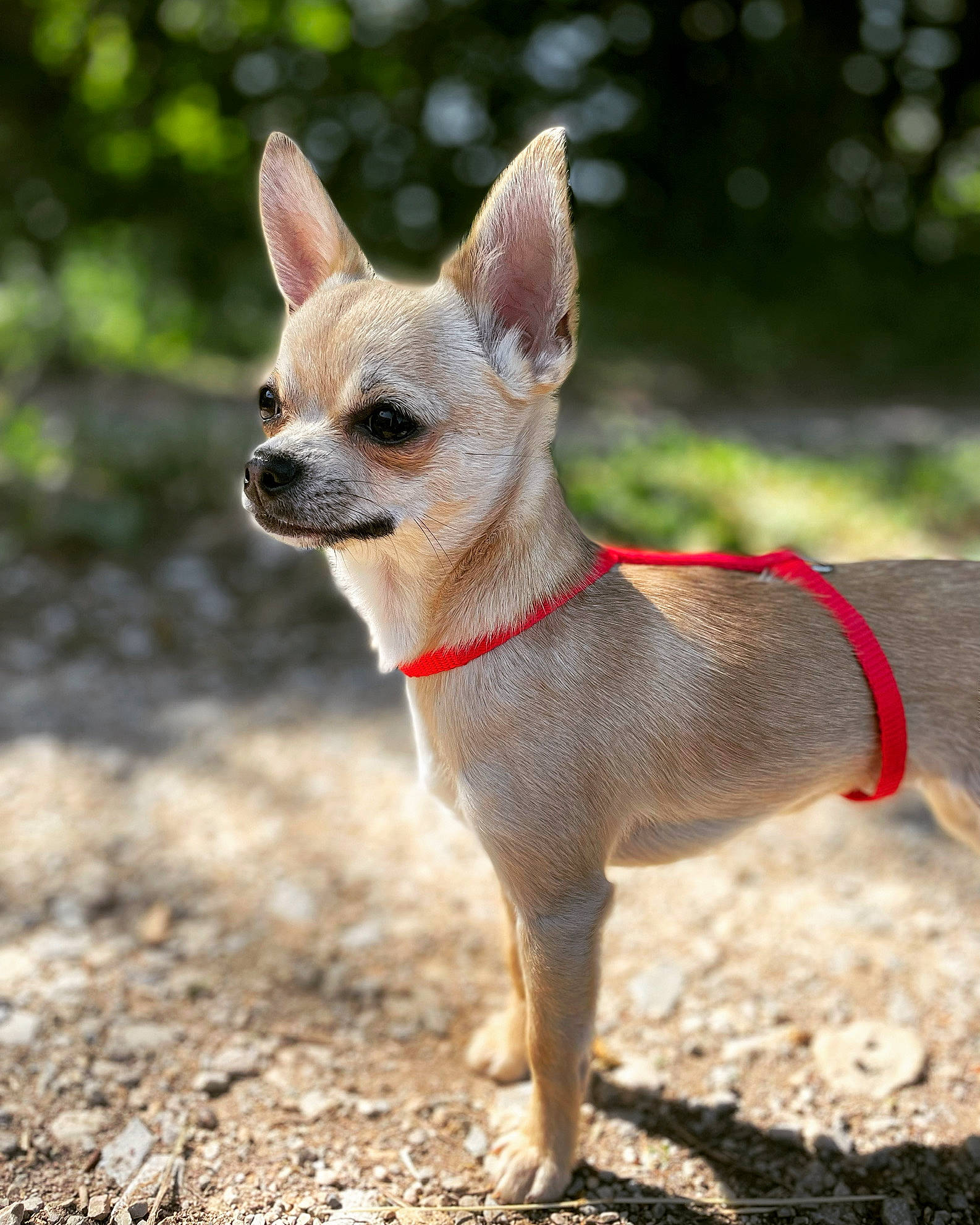 Daisy a rejoint le concours — aidez-le/la à gagner de superbes lots ! art, canidae, carnivore, companion_dog, dog, dog_breed, fawn, fennec_fox, fur, grass, snout, soil, tail, terrestrial_animal, terrestrial_plant, toy_dog, whiskers, wildlife