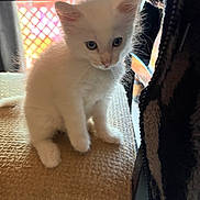 Zelda joined the competition — help win amazing prizes! kitten, cat, white_fur, pet, young_animal, curious, sitting, indoor, soft_light, furniture, texture, whiskers, ears, closeup, animal_face, cute, domestic_animal, feline, small, cozy