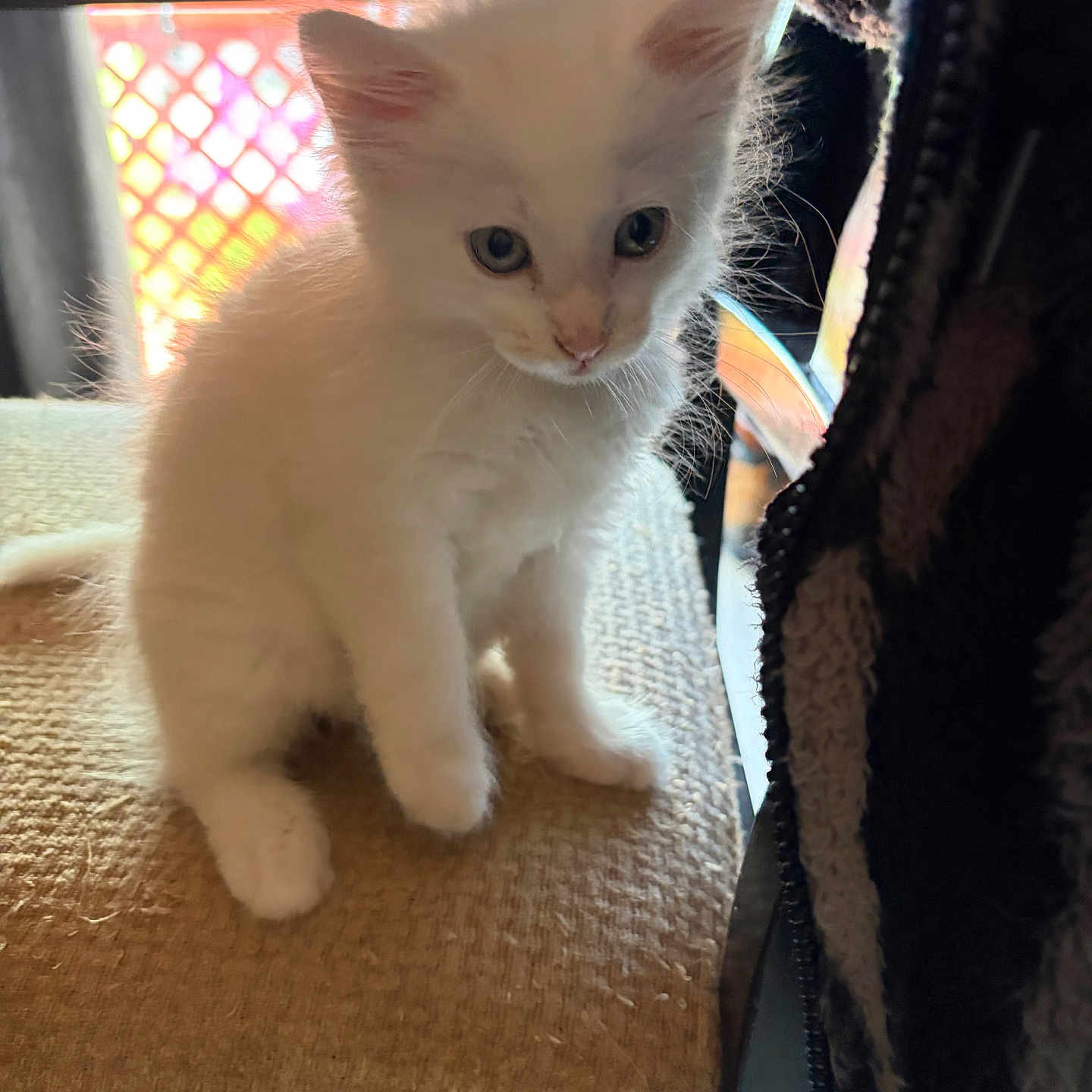 Zelda joined the competition — help win amazing prizes! kitten, cat, white_fur, pet, young_animal, curious, sitting, indoor, soft_light, furniture, texture, whiskers, ears, closeup, animal_face, cute, domestic_animal, feline, small, cozy