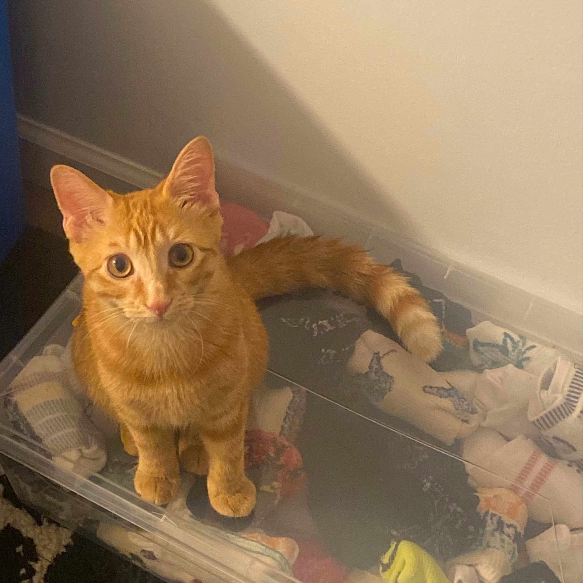 Tracer joined the competition — help win amazing prizes! carnivore, cat, claw, domestic_short_haired_cat, eye, fawn, felidae, flooring, fur, paw, sitting, small_to_medium_sized_cats, snout, tail, toy, whiskers, wood