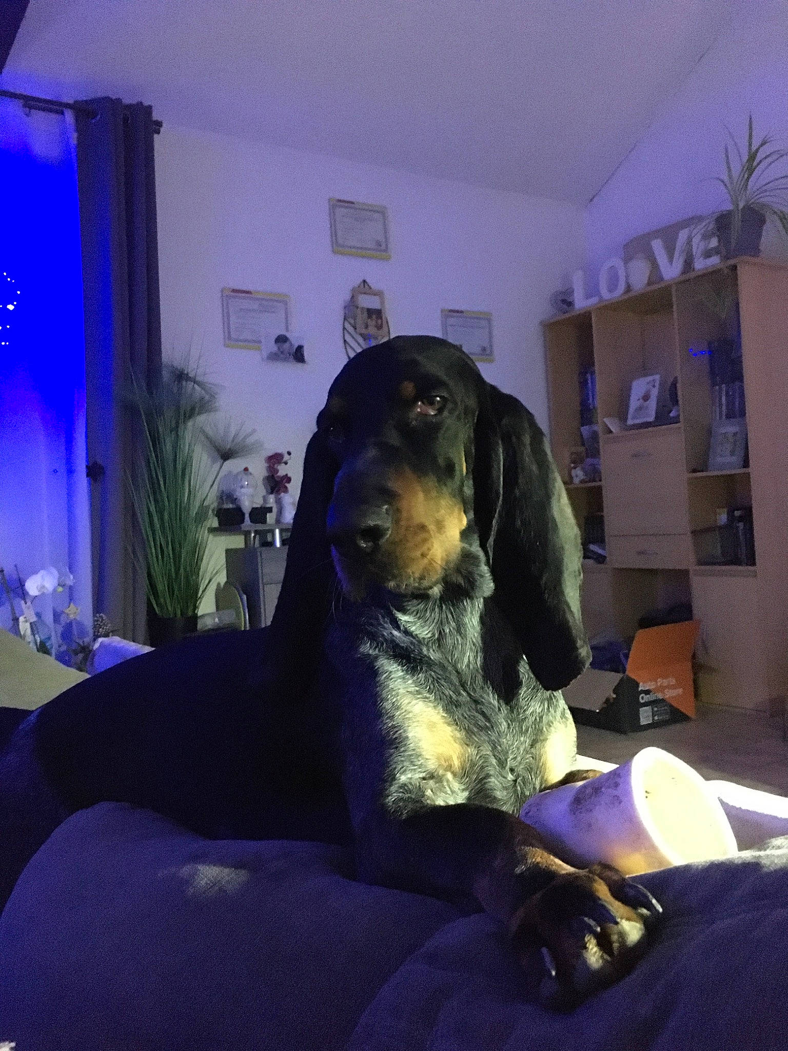 Muscadet participe au concours pour gagner de l'argent avec cette photo : canidae, carnivore, coonhound, dog, dog_breed, guard_dog, sporting_group