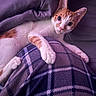 Biggie is registered to the contest to win money with this photo: animal, blanket, cat, closeup, cozy, cute, domestic_cat, fur, indoor, kitten, looking_at_camera, lying_down, orange_and_white, paw, pet, plaid, purple, relaxed, soft_lighting, whiskers