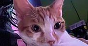 Biggie is registered to the contest to win money with this photo: animal, braids, cable, cat, close_up, curious, dim_lighting, face_partial, furniture, green_wall, indoor, lap, orange_cat, person, pet, purple_wall, relaxing, screen, television, white_cat