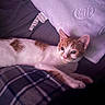 Biggie is registered to the contest to win money with this photo: animal, bedroom, blanket, cat, cozy, cute, domestic_cat, ears, fur, indoor, lying_down, orange_and_white_cat, pet, pillow, plaid_pattern, purple_light, relaxed, resting, soft_lighting, whiskers