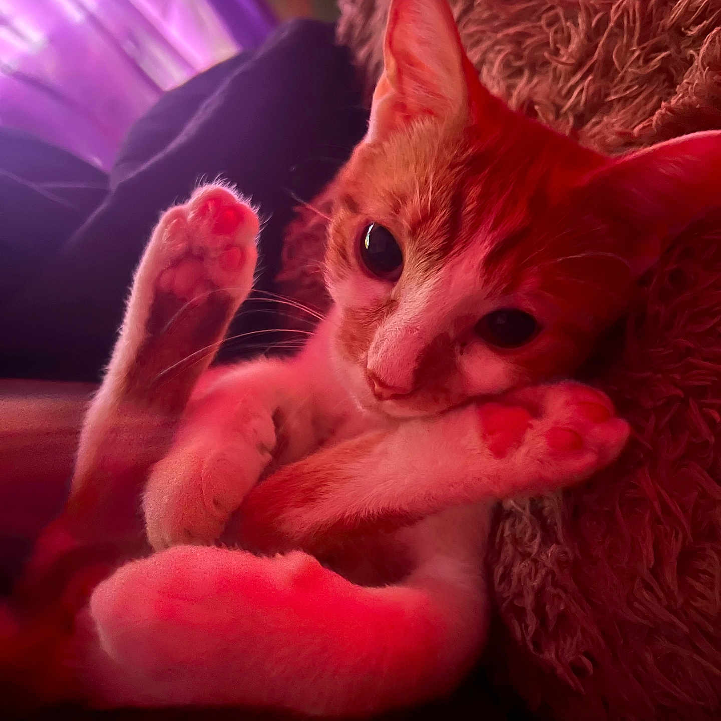 Biggie is registered to the contest to win money with this photo: animal, cat, close_up, cozy, curtains, cute, fuzzy_blanket, indoor, kitten, orange_cat, paws, pet, pink_pads, portrait, purple, red_light, relaxing, resting, soft_texture, white_cat